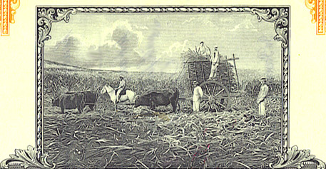 «sugar crop vig»